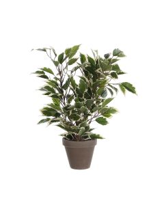 Ficus natasja jaspeado con maceta 4x11.5cm